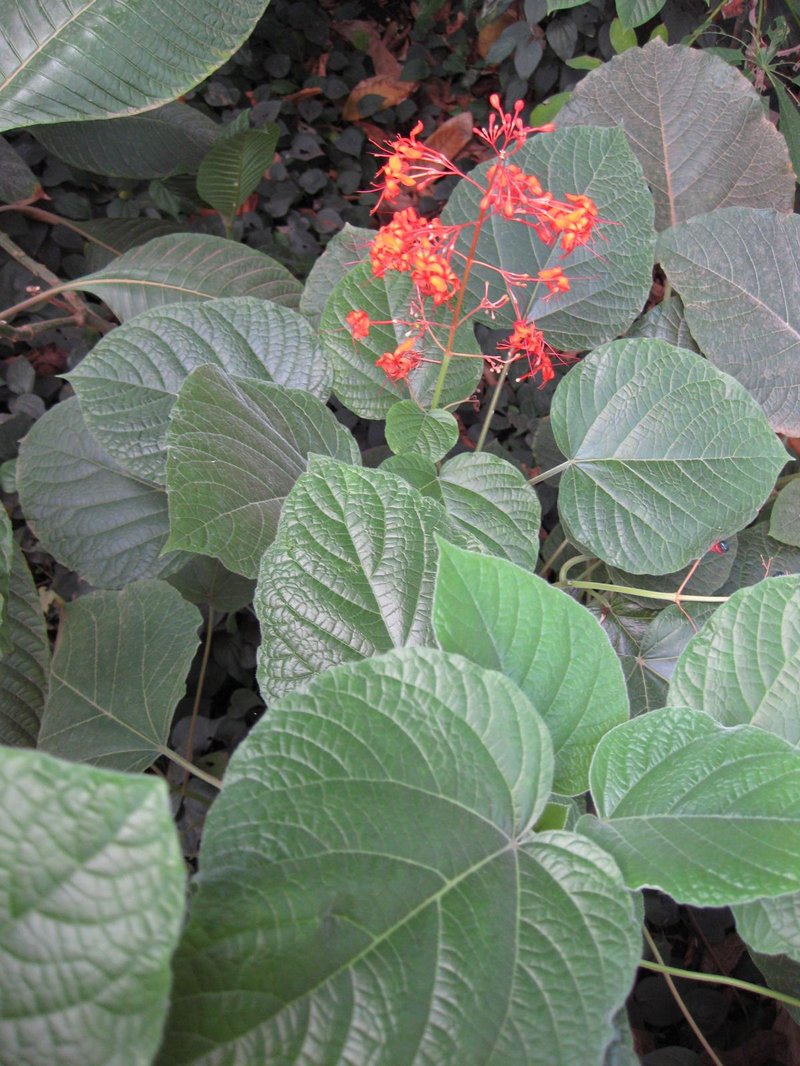 Javanese Glorybower photo 7
