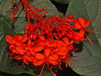 Javanese Glorybower
