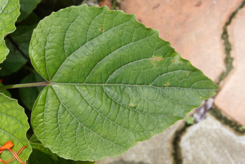 Javanese Glorybower photo 8