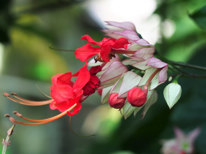 Glorybower photo 4