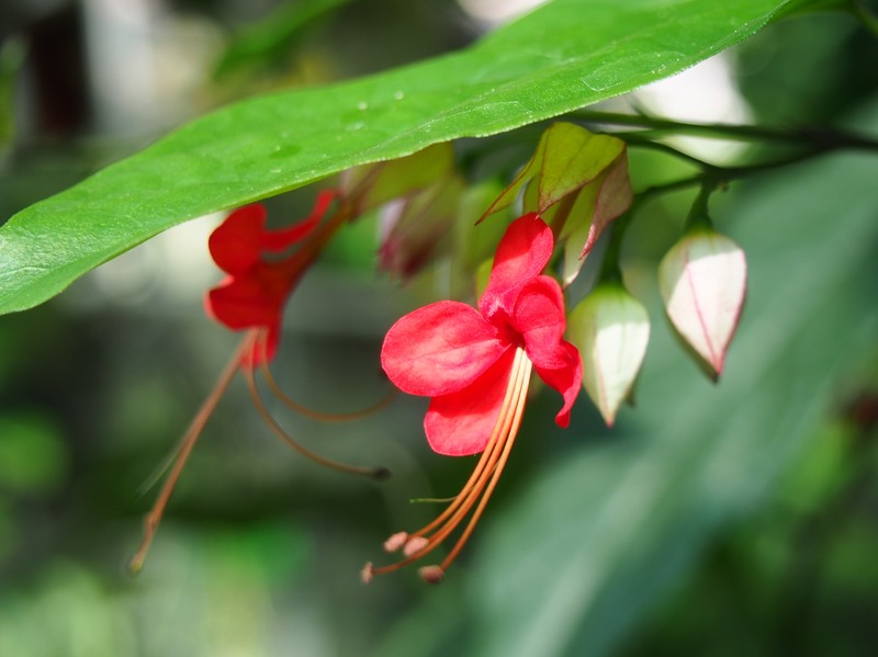 Glorybower photo 5