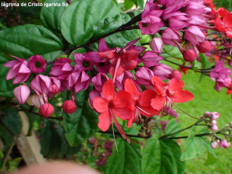 Glorybower photo 2