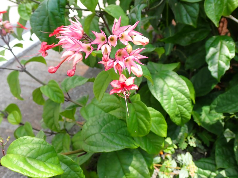 Glorybower photo 6