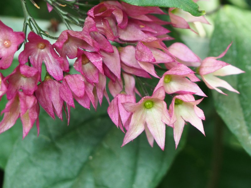 Glorybower photo 7