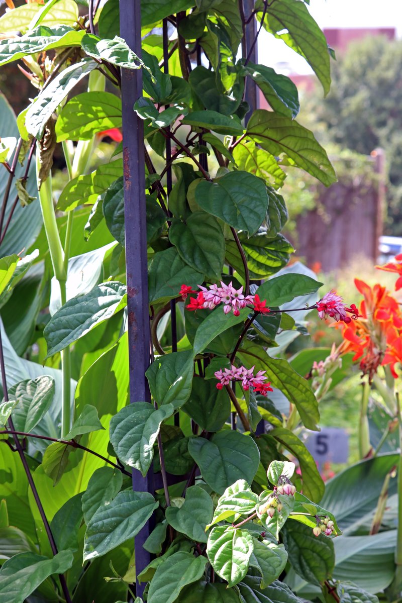 Glorybower photo 8