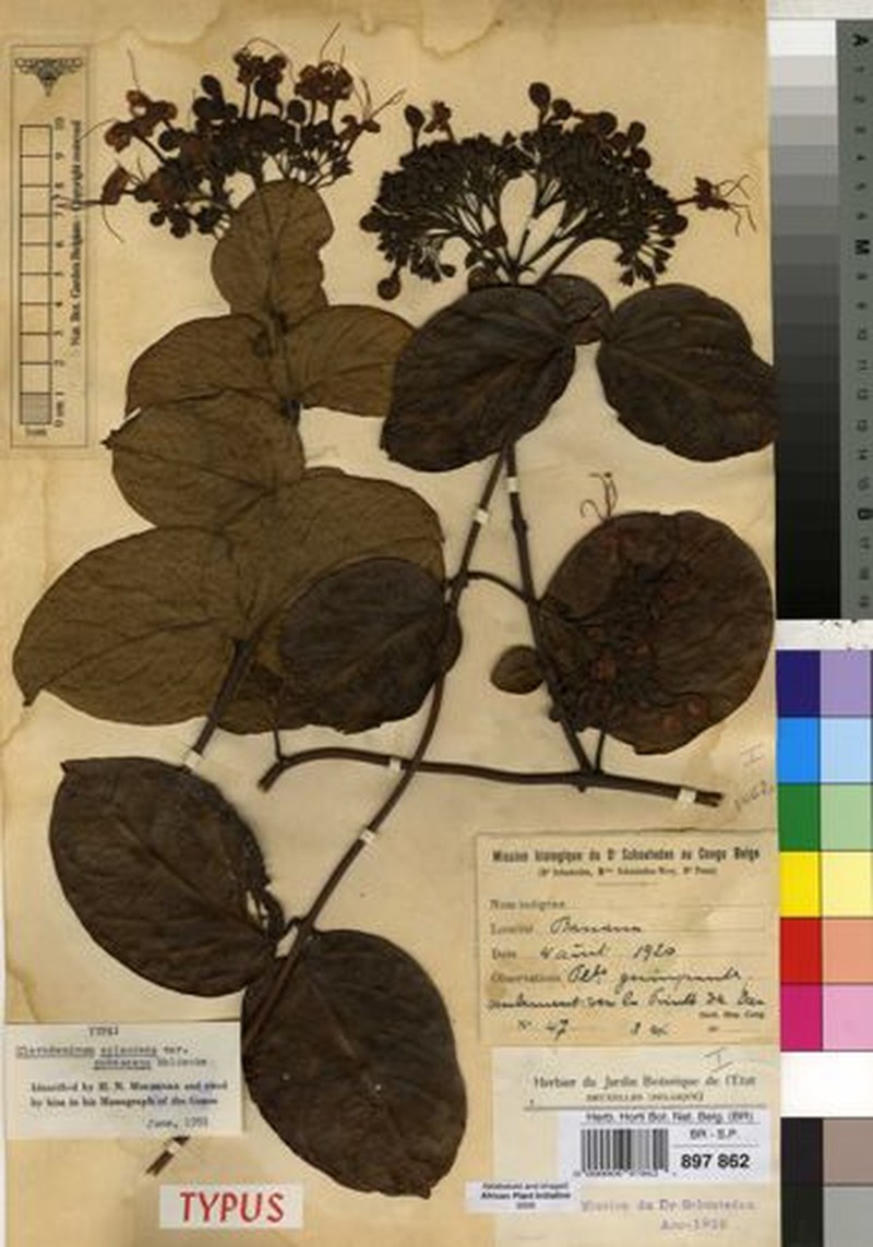 Clerodendrum splendens var. pubescens