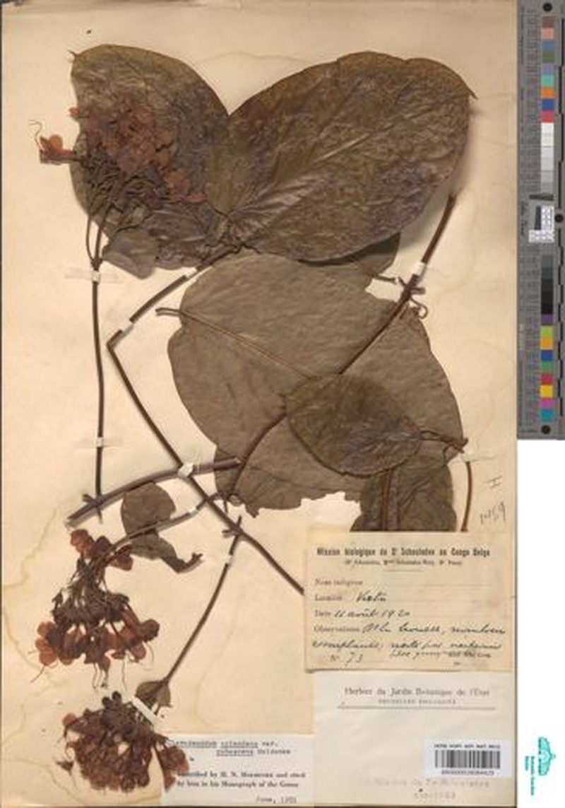 Clerodendrum splendens var. pubescens photo 2