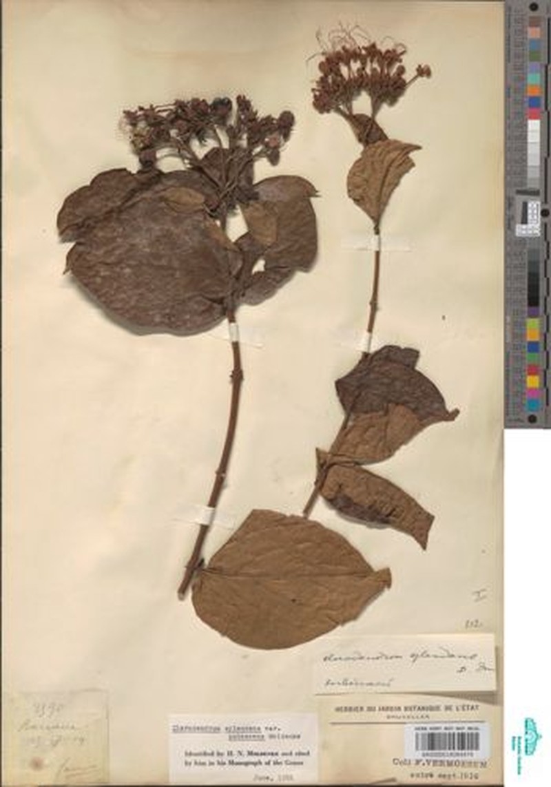 Clerodendrum splendens var. pubescens photo 3