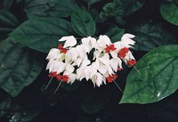 Bagflower