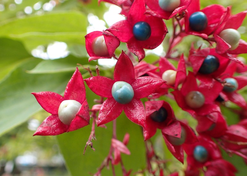 Harlequin Glorybower photo 2