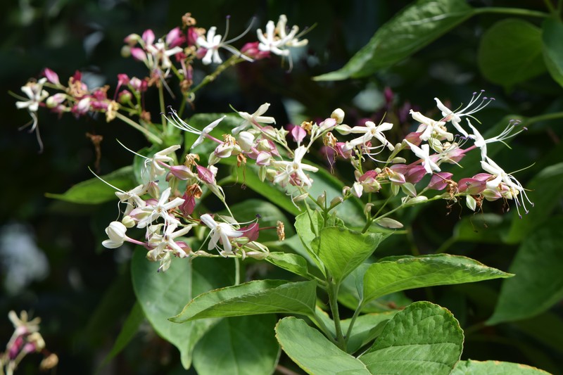 Harlequin Glorybower photo 3