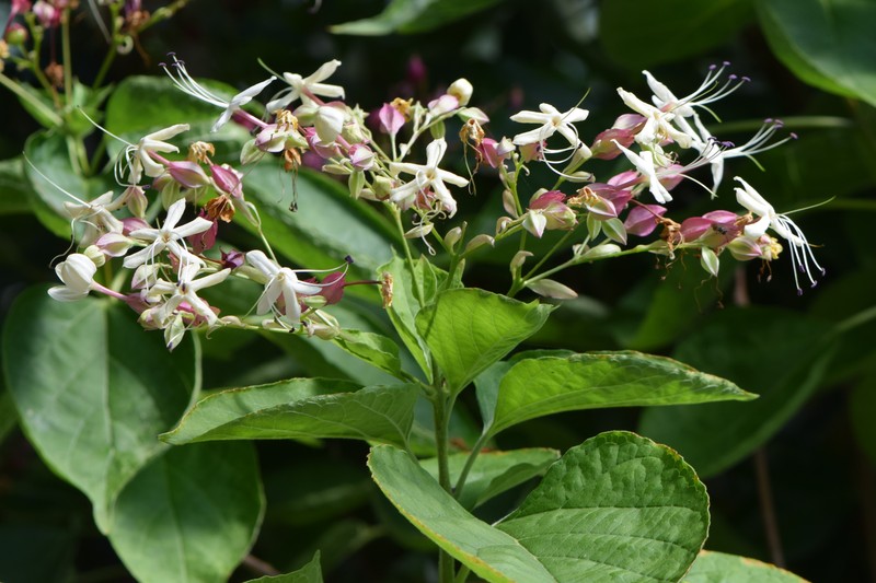 Harlequin Glorybower photo 4