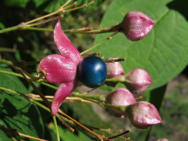Harlequin Glorybower photo 5