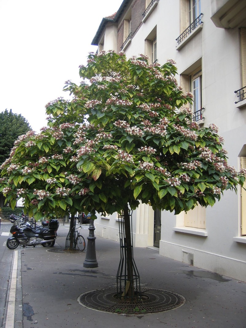 Harlequin Glorybower photo 6