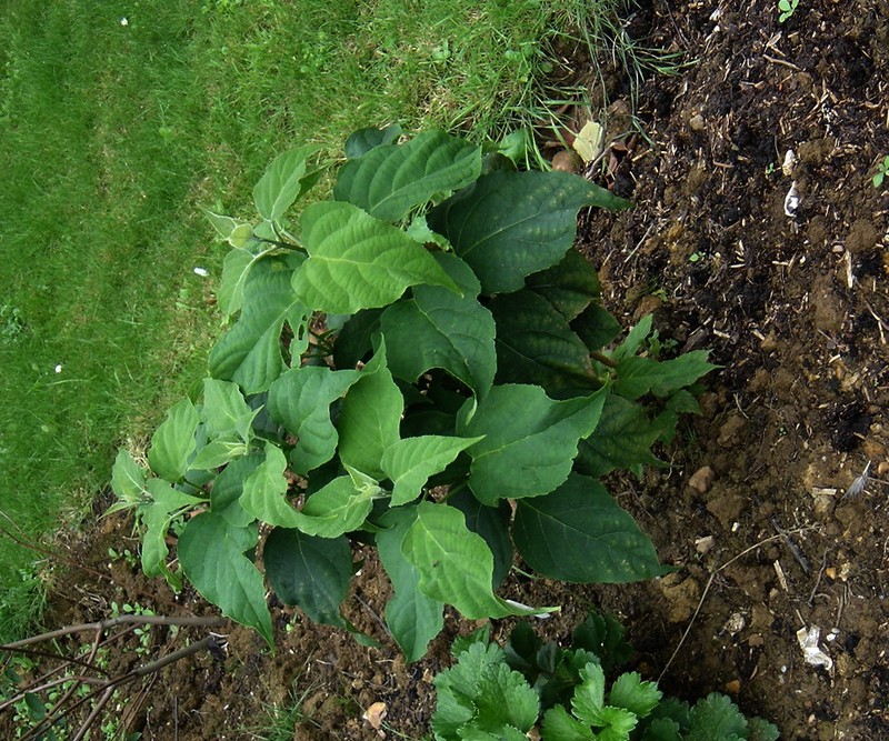 Harlequin Glorybower photo 7
