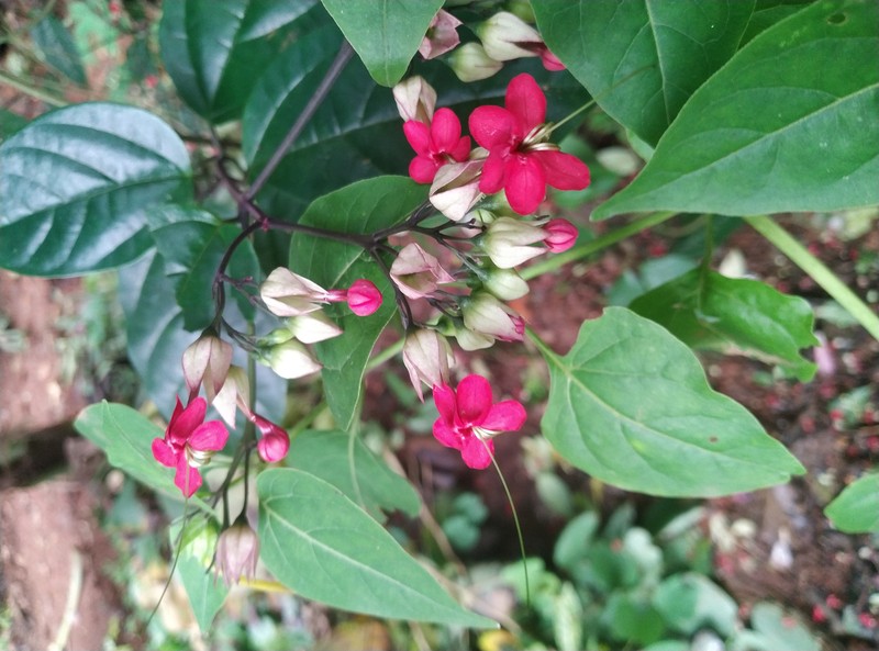 Umbel Clerodendrum photo 3
