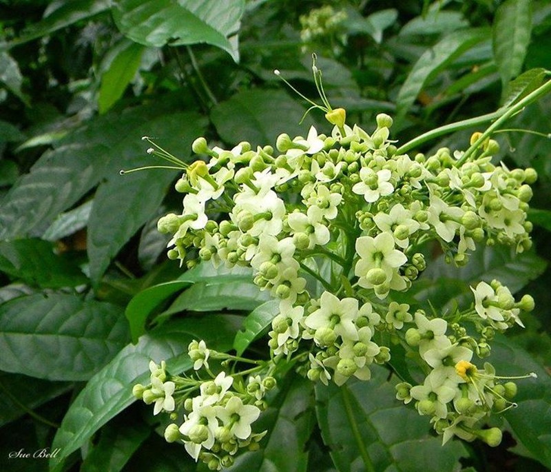 Umbel Clerodendrum photo 2