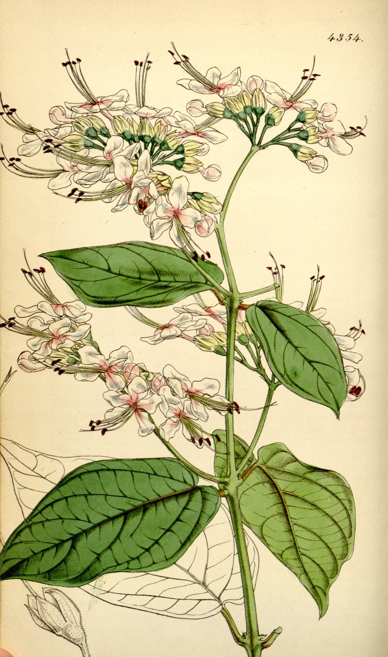 Umbel Clerodendrum
