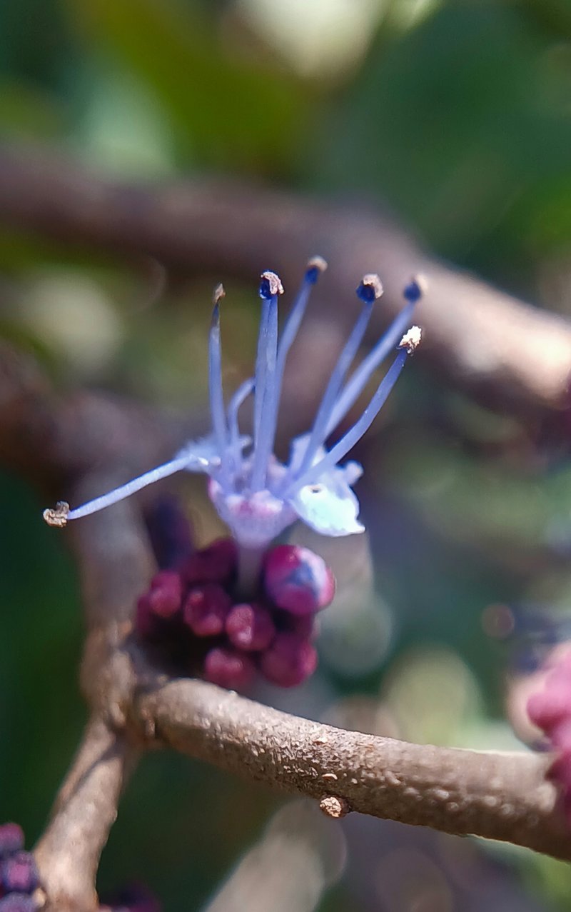 Umbel Clerodendrum photo 4