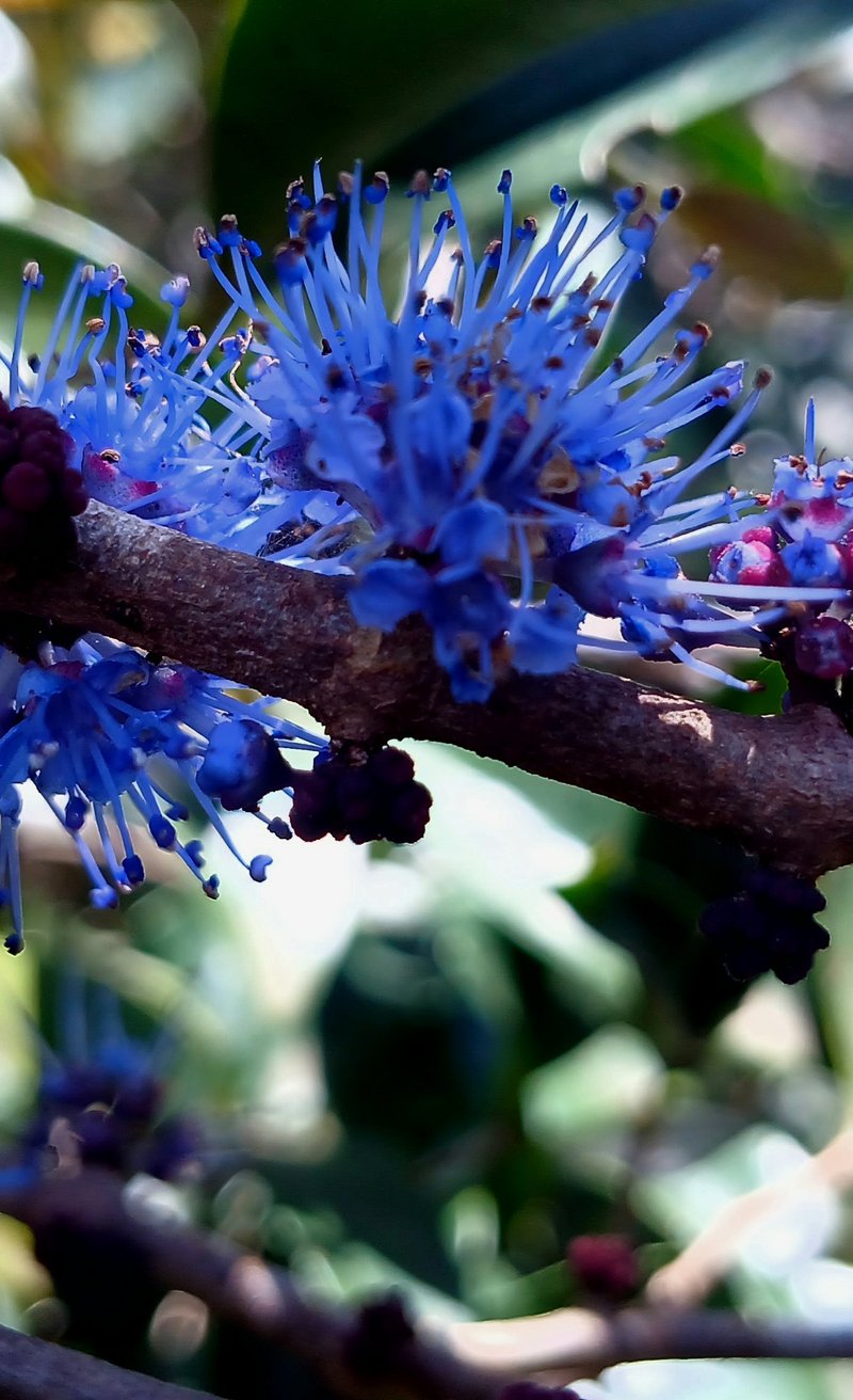 Umbel Clerodendrum photo 5