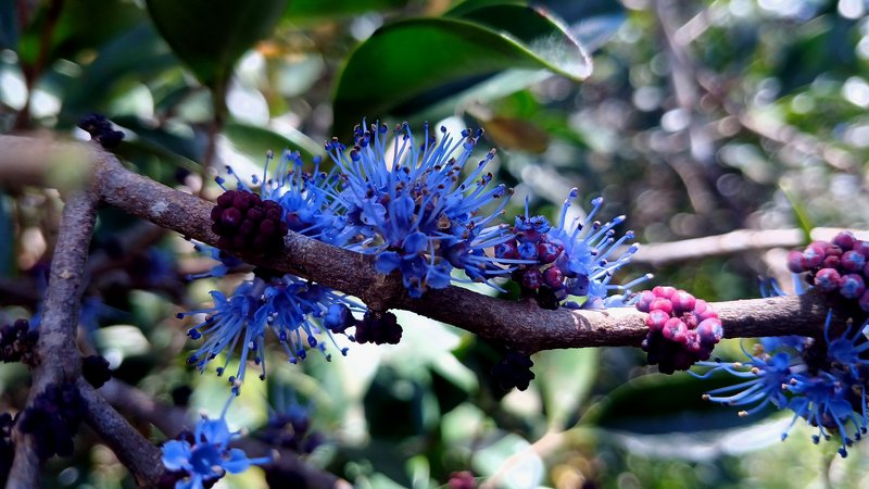 Umbel Clerodendrum photo 8