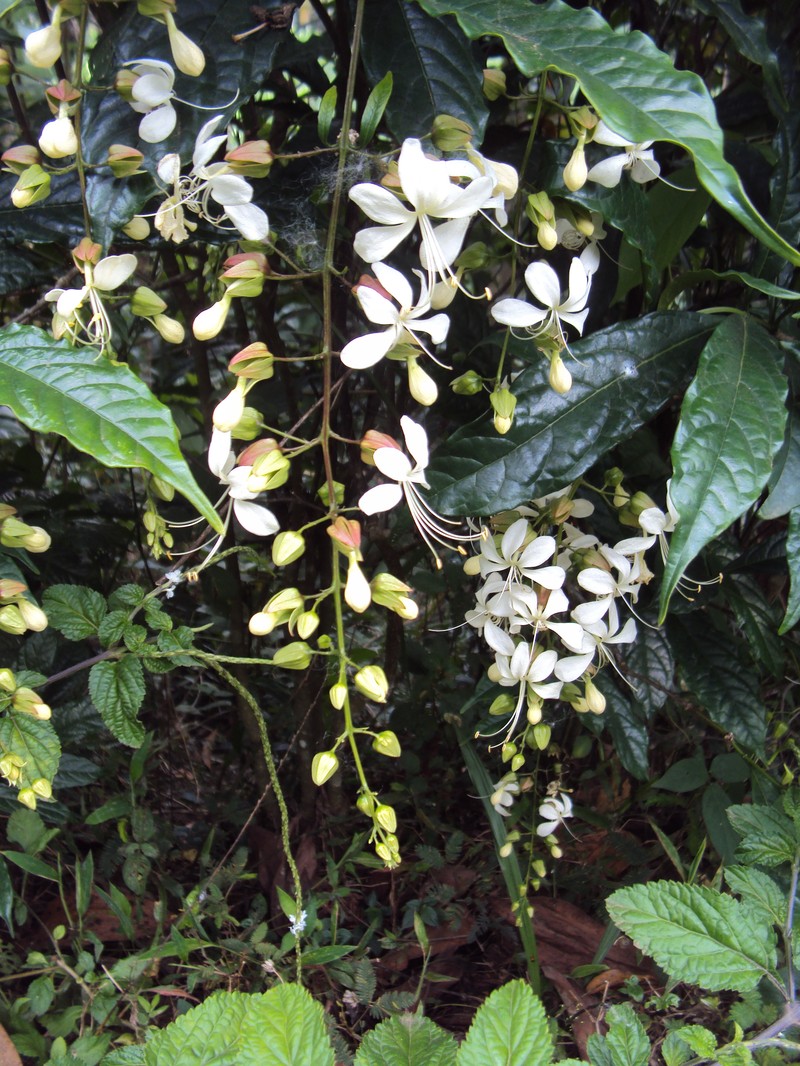 Wallich's Glorybower