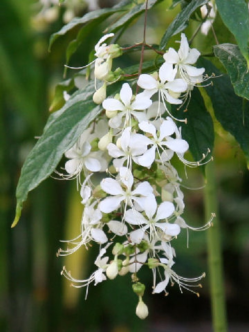 Wallich's Glorybower photo 3