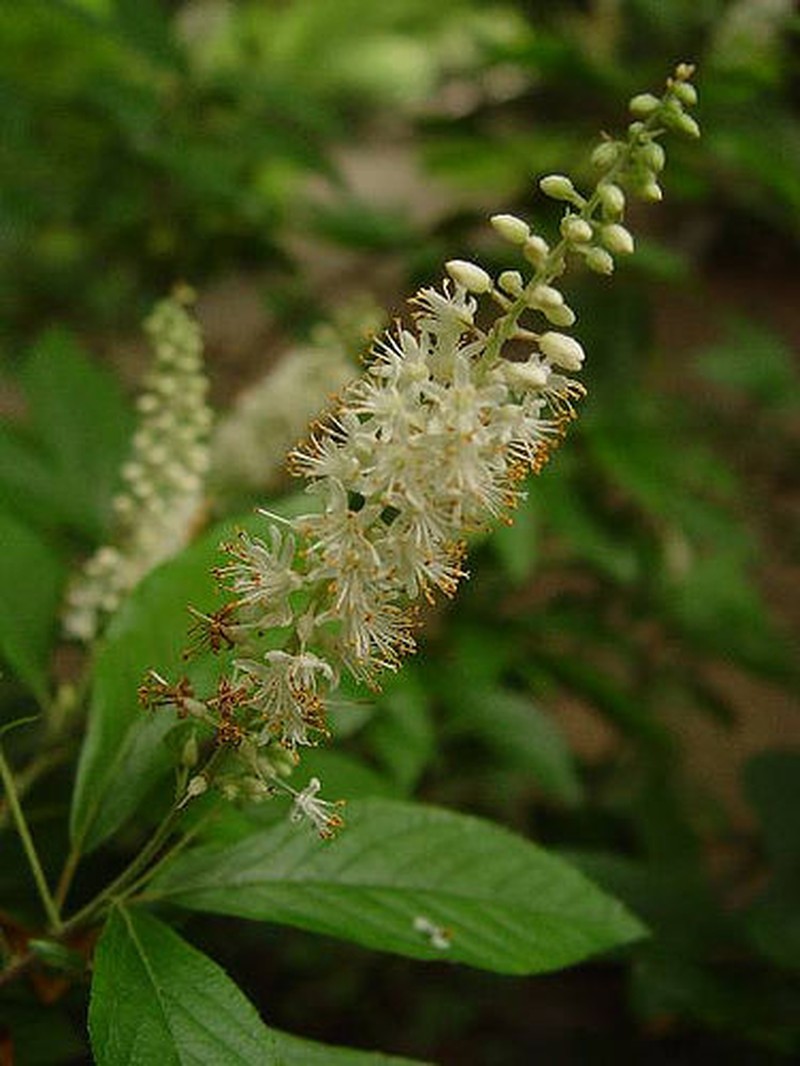 Mountain Sweetpepperbush