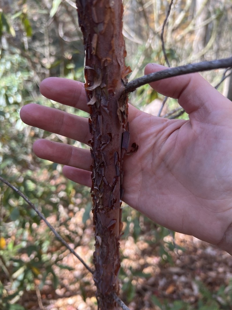 Mountain Sweetpepperbush photo 3