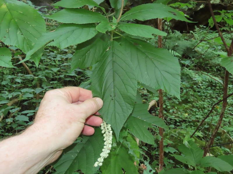 Mountain Sweetpepperbush photo 4