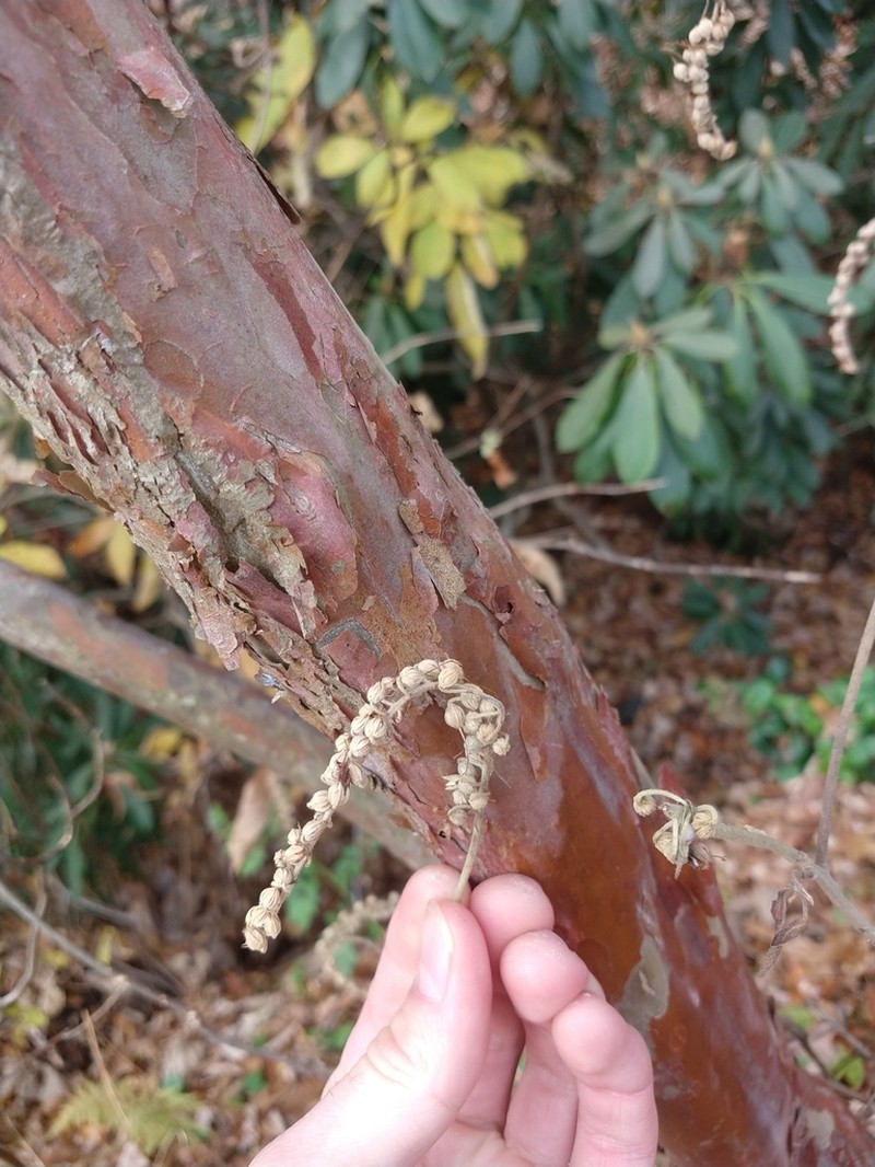 Mountain Sweetpepperbush photo 5