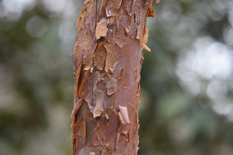 Mountain Sweetpepperbush photo 6