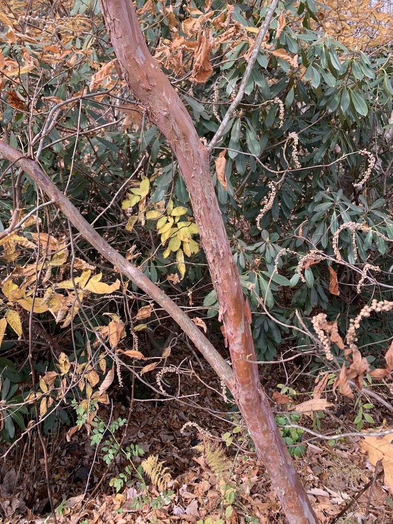 Mountain Sweetpepperbush photo 7