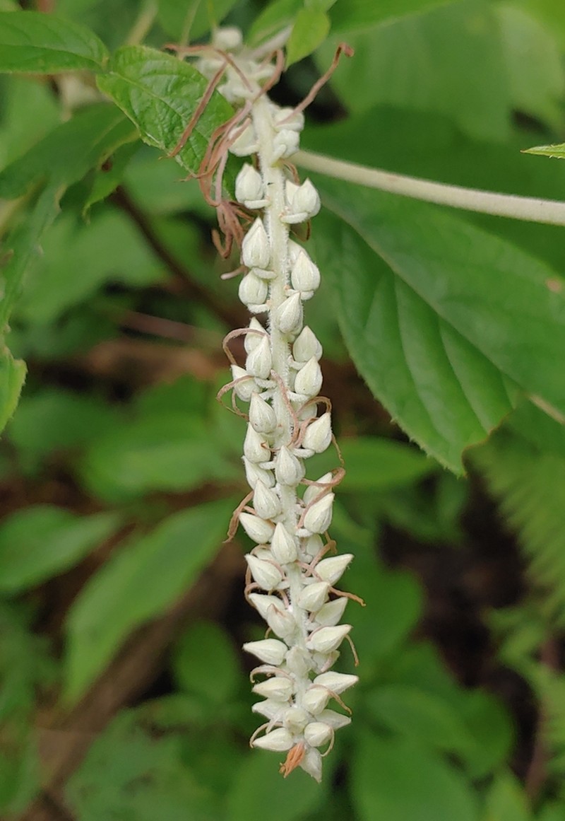 Mountain Sweetpepperbush photo 8