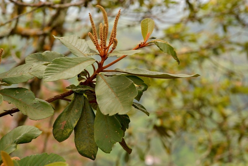 Clethra alcoceri