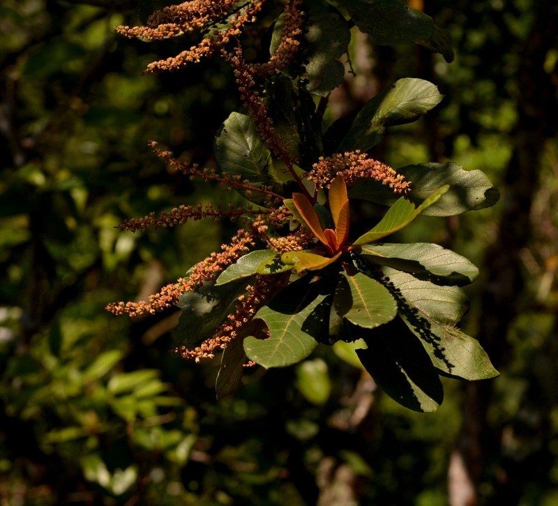 Clethra alcoceri photo 2