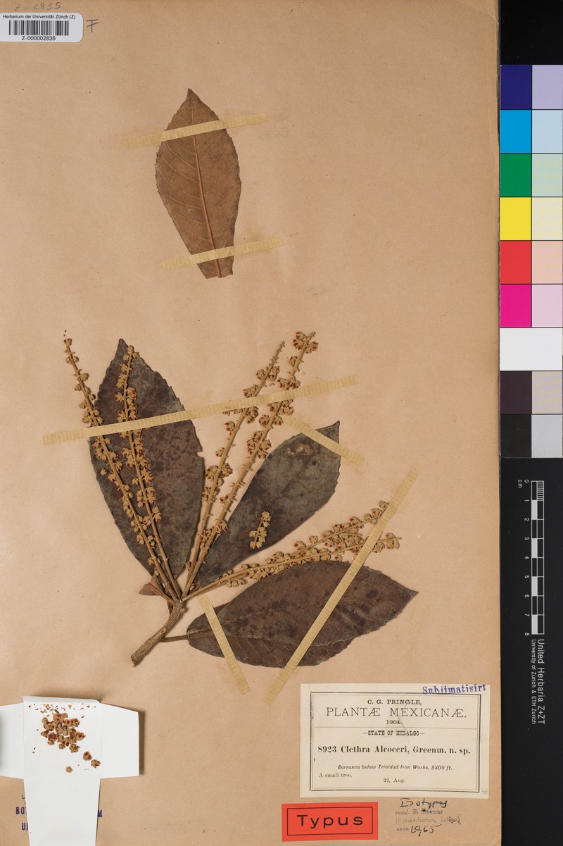 Clethra alcoceri photo 3