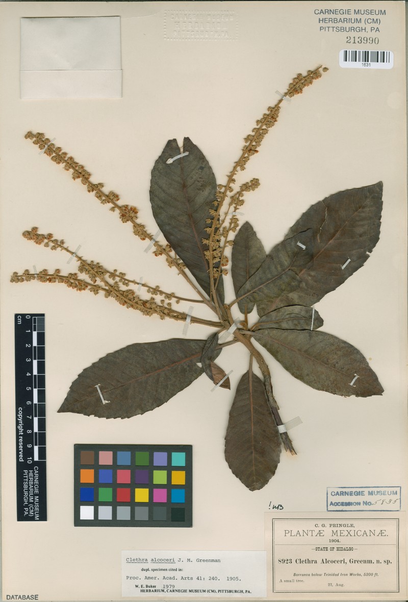 Clethra alcoceri photo 4