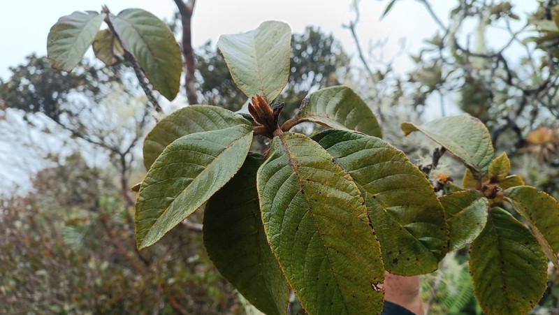 Clethra alexandri