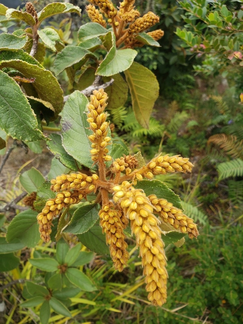Clethra alexandri photo 2