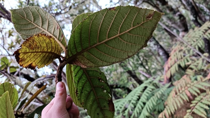 Clethra alexandri photo 4