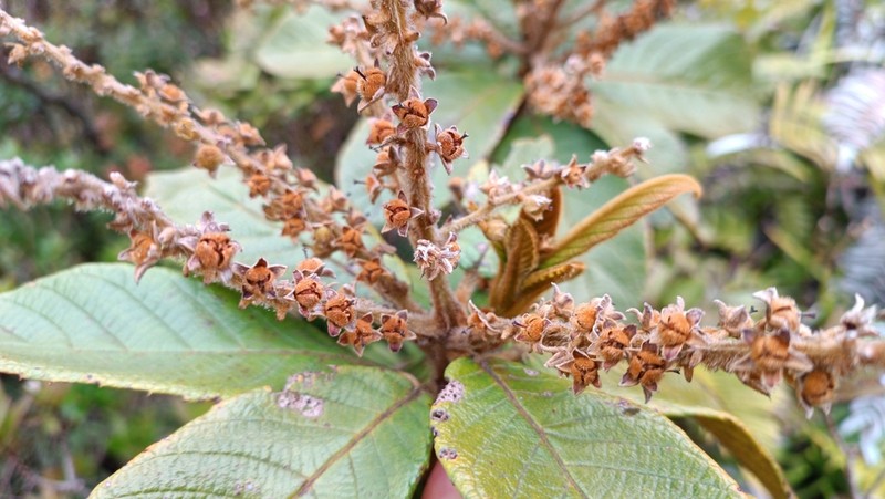 Clethra alexandri photo 5
