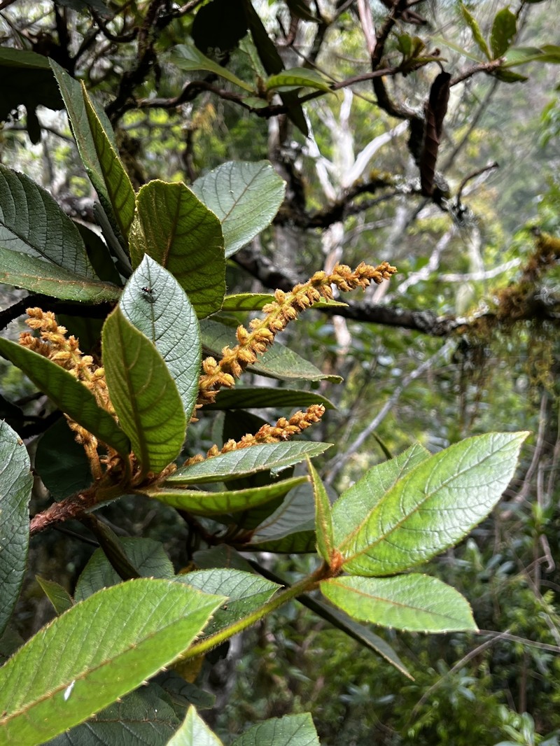 Clethra alexandri photo 6