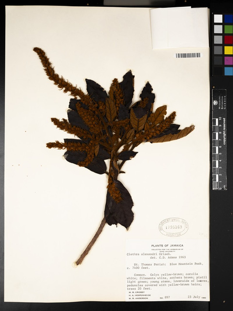 Clethra alexandri photo 7