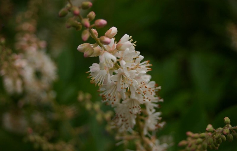 Coastal Sweetpepperbush