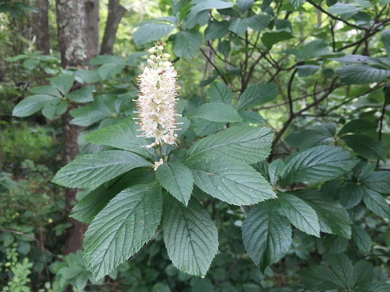 Coastal Sweetpepperbush