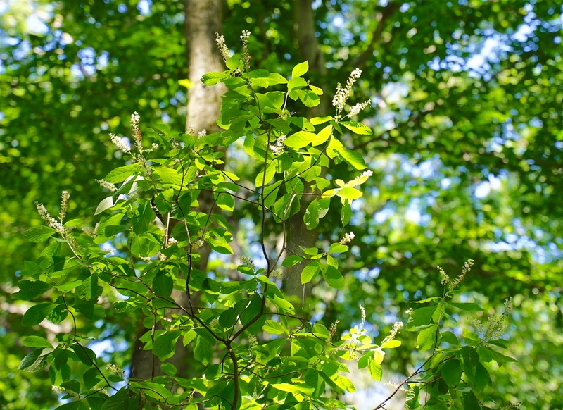 Coastal Sweetpepperbush photo 2