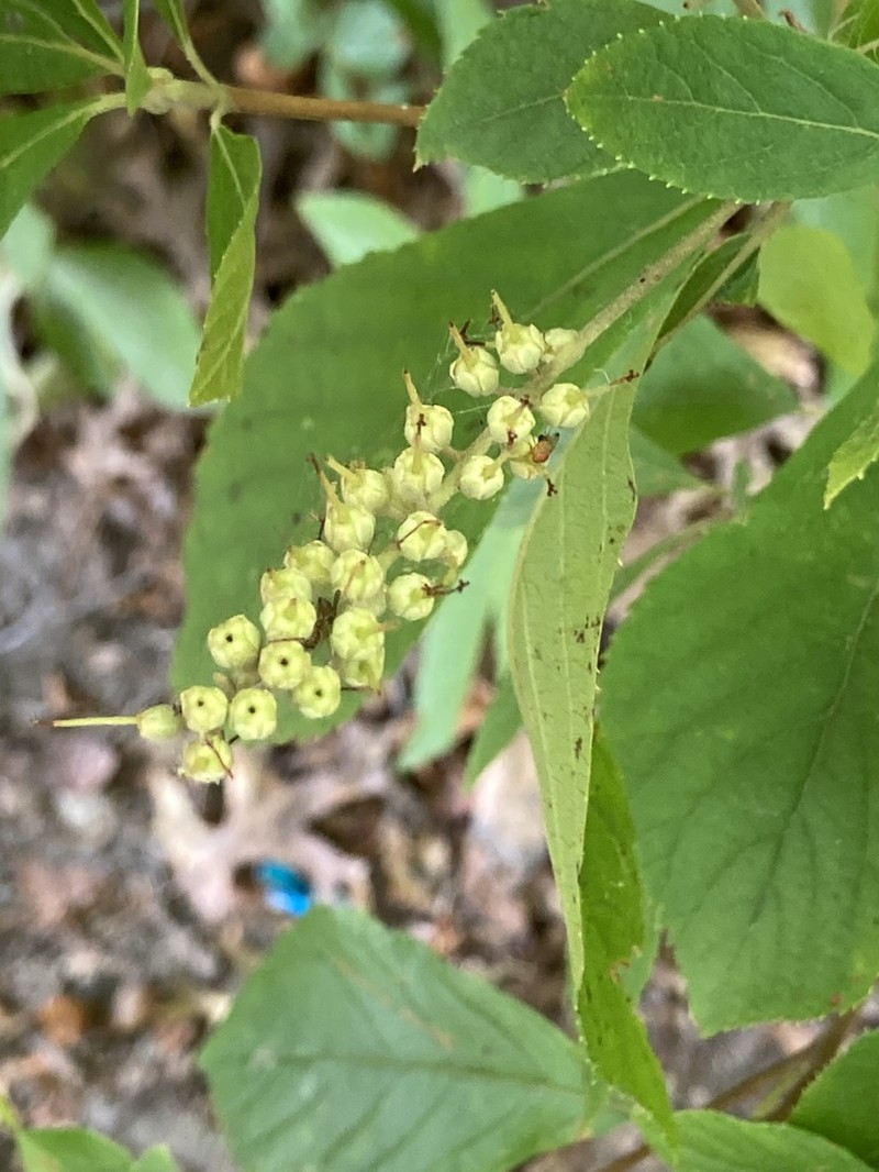 Coastal Sweetpepperbush photo 3