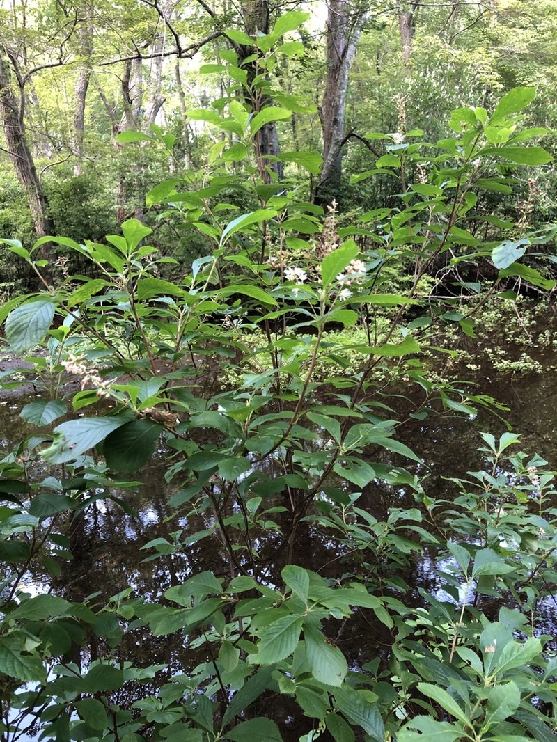 Coastal Sweetpepperbush photo 4