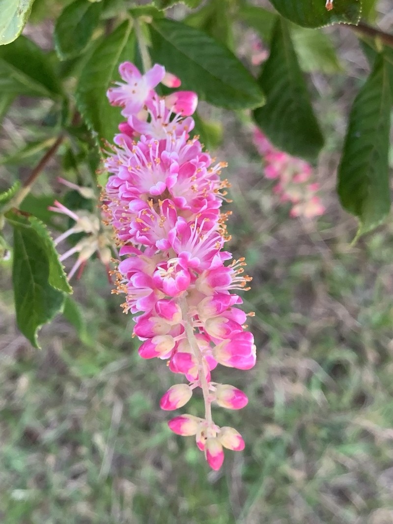 Coastal Sweetpepperbush photo 5